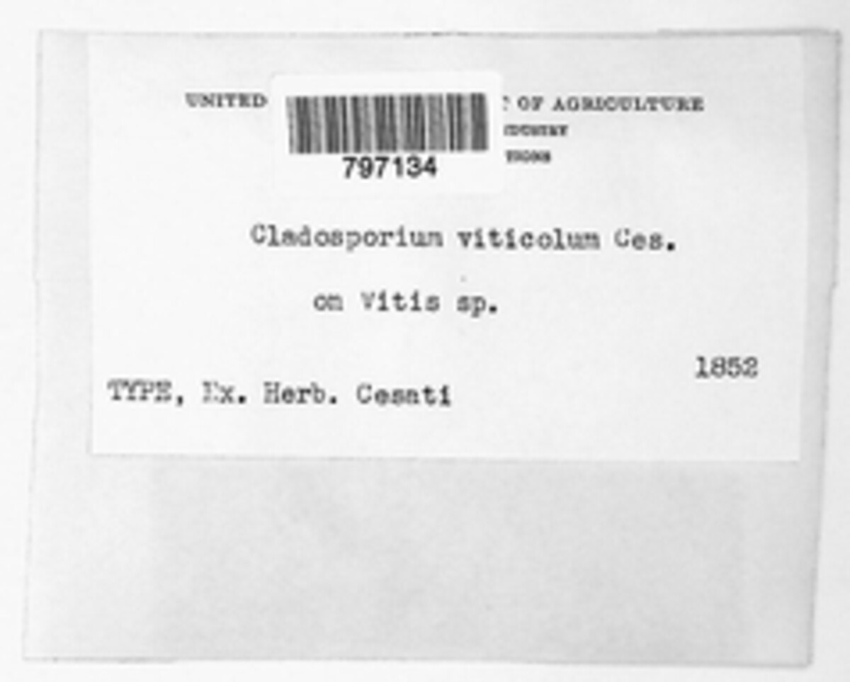Pseudocercospora vitis image